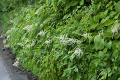 Astilbe thunbergii
