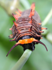 Battus polydamas polydamas