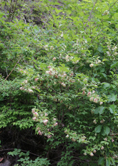 Weigela decora