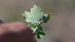 Quercus × alvordiana