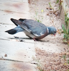 Columba palumbus