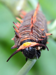 Battus polydamas polydamas