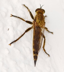 Machimus rusticus