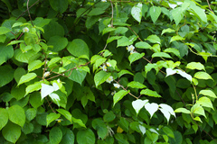 Actinidia polygama