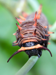 Battus polydamas polydamas