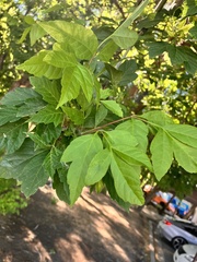 Populus deltoides