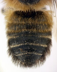 Megachile willughbiella