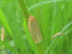 Zelotherses paleana