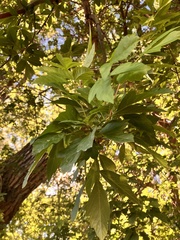 Populus deltoides