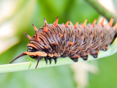 Battus polydamas polydamas