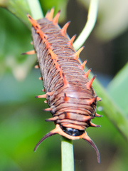 Battus polydamas polydamas