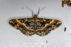 Harutaea flavizona