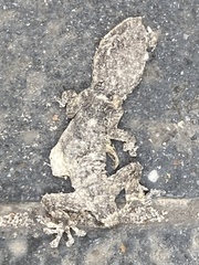 Tarentola mauritanica