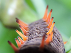 Battus polydamas polydamas