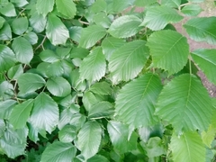 Ulmus glabra