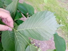 Ulmus glabra