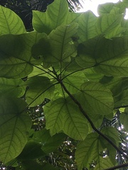 Cavanillesia platanifolia