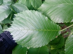 Ulmus glabra