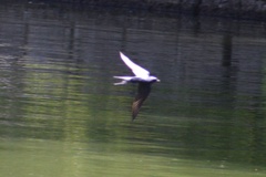 Hirundo rustica