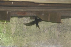 Hirundo rustica