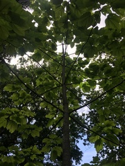 Cavanillesia platanifolia