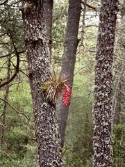 Tillandsia violacea
