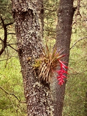Tillandsia violacea