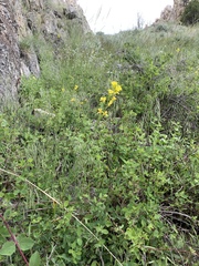 Sisymbrium linifolium