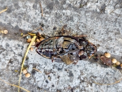 Hydrophilus insularis