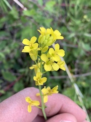 Sisymbrium linifolium