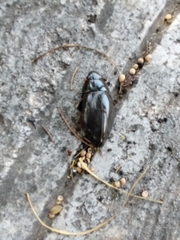 Hydrophilus insularis