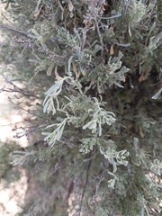 Artemisia tripartita