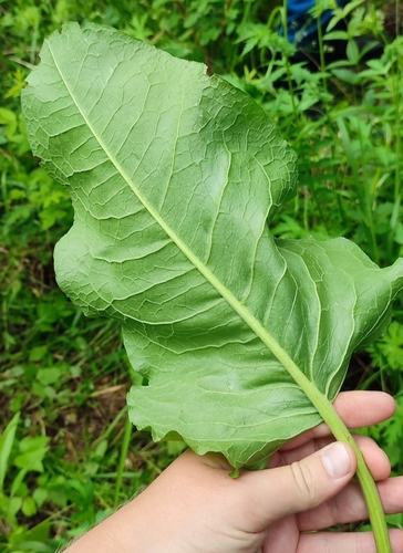 Tankiažiedė rūgštynė nuotrauka