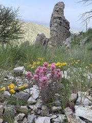 Castilleja angustifolia