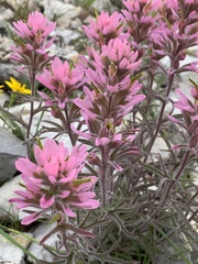 Castilleja angustifolia