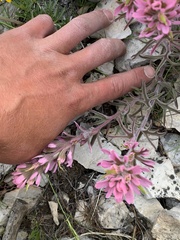 Castilleja angustifolia