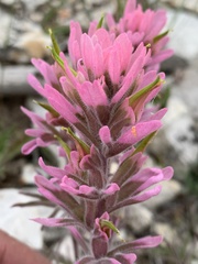 Castilleja angustifolia