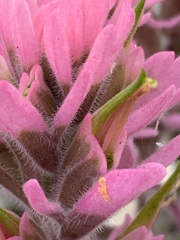 Castilleja angustifolia