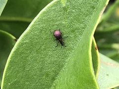 Pseudaplemonus limonii