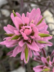 Castilleja angustifolia