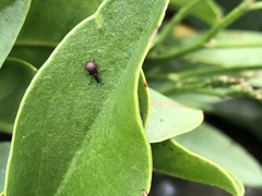 Pseudaplemonus limonii