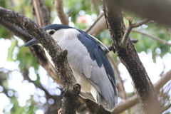 Nycticorax nycticorax