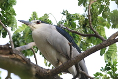 Nycticorax nycticorax