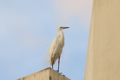 Ardea alba