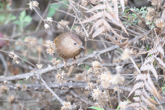 Trochalopteron imbricatum