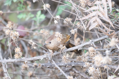 Trochalopteron imbricatum