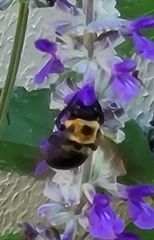 Xylocopa virginica texana