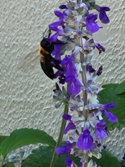 Xylocopa virginica texana