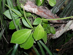 Peperomia angustata