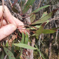 Angophora crassifolia